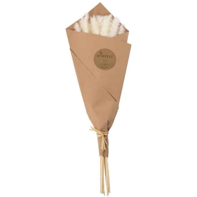 Ramo Plumero Natural (50 cm)