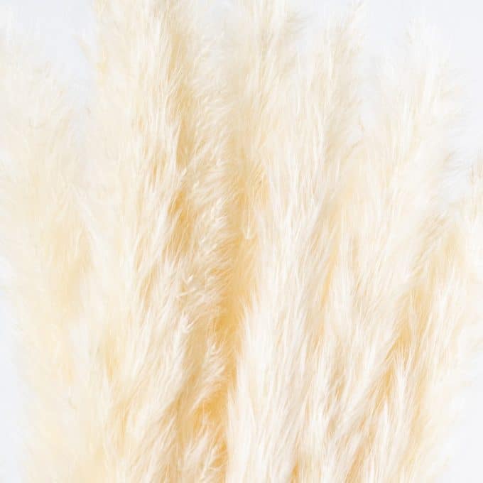 Ramo Plumero Natural (50 cm)