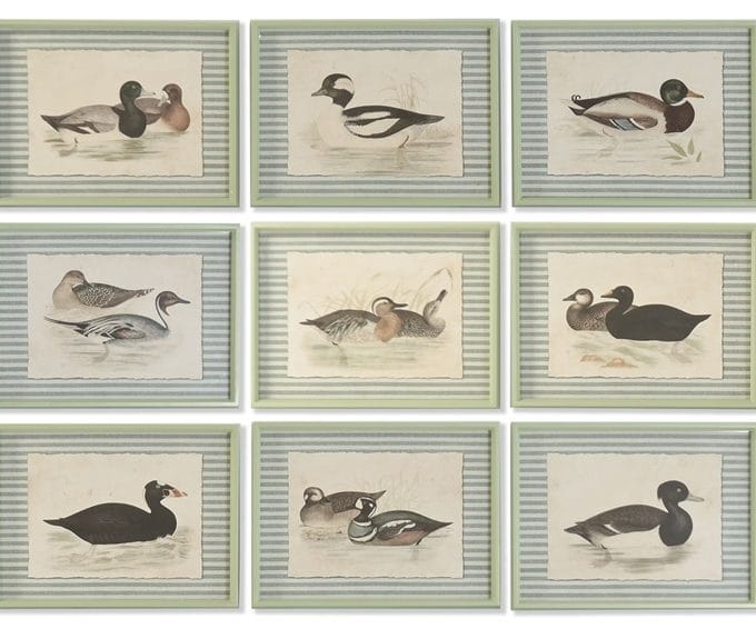 Set de 9 cuadros de patos de estilo botánico